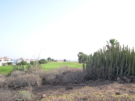 amarilla golf
